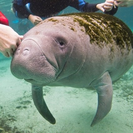 Florida-manatee-with-'Trump'-etched-on-back-prompts-investigation.