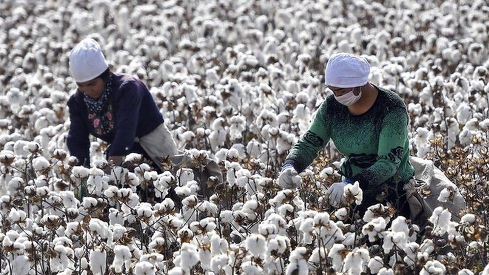 The-UK-tightens-rules-on-using-Uighur-picked-cotton