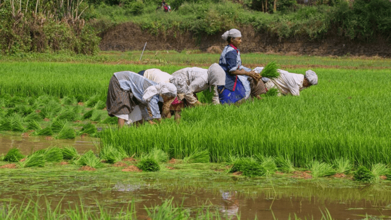 India's rice export has been banned; Asian countries would be hit